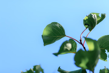 Canvas Print - branch with green leaves against the blue sky, awakening of nature