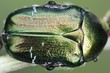 Iridescence on a beetle, this is natural polarizer or structural coloring