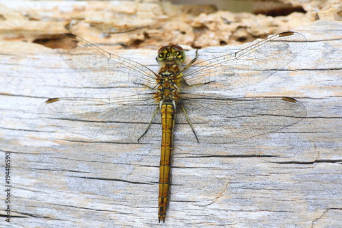 Fotografia, Obraz Vagrant moustached darter, Sympetrum vulgatum