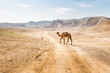Two camels crossing desert road pasturing, Dead sea, Israel.