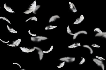 Wall Mural - abstract soft white fluffly feathers floating in the air. swan feather on black background.