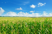 Green Corn Field And Blue Sky.