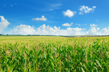 green corn field and blue sky.