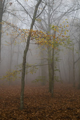 Misty forest II