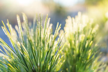 Wall Mural - Macro closeup of frost ice crystals on evergreen branch leaves needles coniferous plant fir in morning snow
