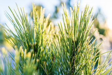 Wall Mural - Macro closeup of frost ice crystals on evergreen branch leaves needles coniferous plant fir in morning snow