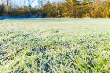 White frost ice crystals on green lawn grass in morning on ground by forest and campground park