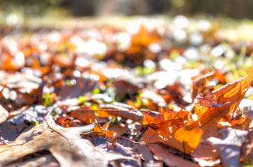 Wall Mural - Many fallen autumn brown orange golden leaves on ground in sunlight during day macro closeup