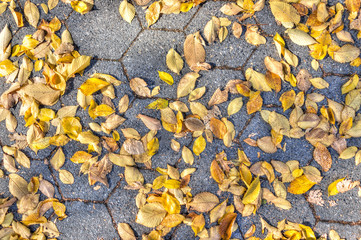 Wall Mural - Flat top view down above of yellow autumn season fall leaves foliage on ground sidewalk in Central Park, NYC, New York City Manhattan