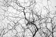 Tangled Structure Of Thin Twisted Tree Branches Resemble A Network Of Veins And Arteries. Spindly Tree Branches Form A Complicated Fractal Pattern Silhouetted Against Neutral Grey Background.