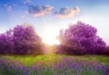 Beautiful Landscape With Spring Flowers.Lilac Trees In Blossom