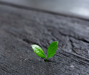 Young plant growing in the morning light with green nature bokeh background . New life growth ecology business financial concept.