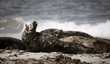 Heulende Kegelrobbe am Strand von Helgoland