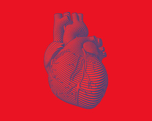 Graphic stylized human heart illustration