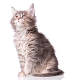 Fototapeta Koty - Maine Coon kitten 2 months old. Cat isolated on white background. Portrait of beautiful domestic kitty.