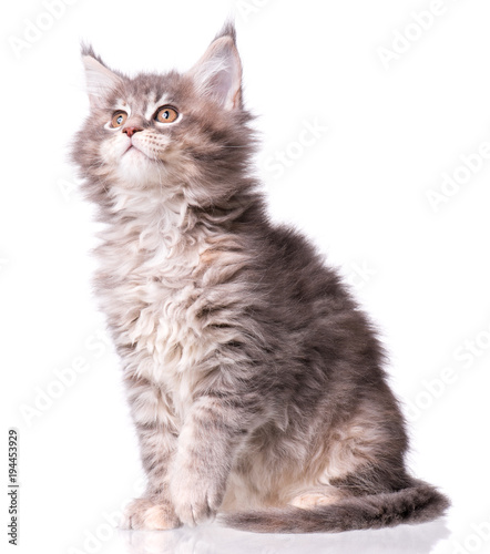 Persian Kitten 2 Months Old Sitting And Looking Away Stock Photo Download Image Now Istock