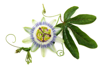 Passion flower on white.