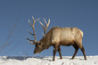 Bull elk in winter