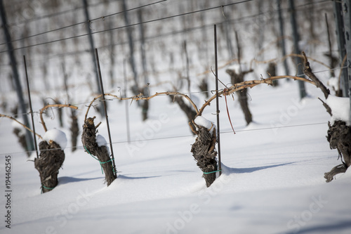 Fotografía Weingarten im Winter an der südsteirischen Weinstrasse,Steiermark,Österreich