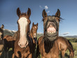 Smiling horses