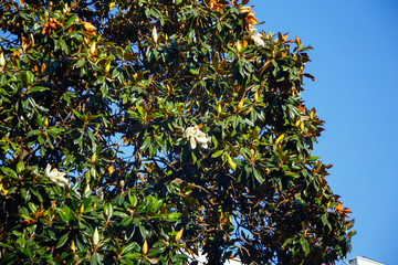 Canvas Print - the Magnolia tree. Beautiful white Magnolia flower on a tree