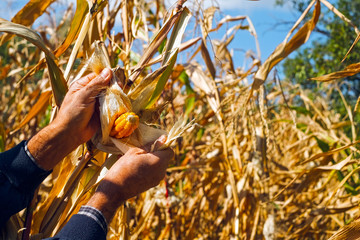 Man's Hands picking corn