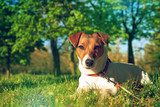 Fototapeta Zwierzęta - Portrait of Jack Russell Terrier. A dog in a clearing with green grass in a large beautiful city park at sunset on a sunny day closeup                             