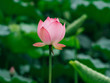 © Pansfun Images/Stocksy - lotus flower