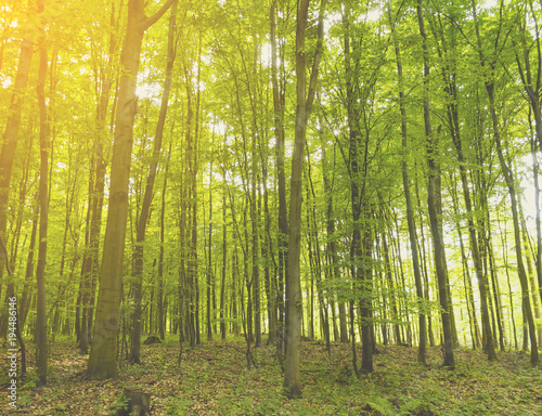 Beautiful Green Forest Background With Sunny Beams Buy This Stock Photo And Explore Similar Images At Adobe Stock Adobe Stock