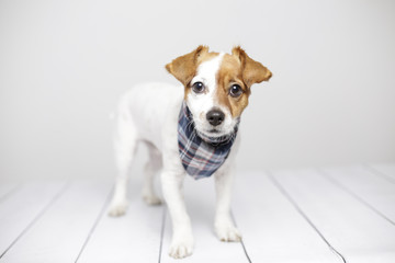 Wall Mural - close up portrait of a cute young small dog with a plaid bandana. White background. Indoors. Dog sitting on a white chair