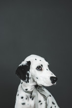 Studio Portrait Of A Dalmatian