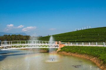 Wall Mural - Tea plantation in Chiang Rai province