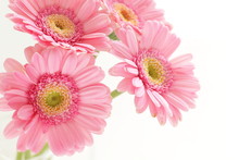 Elegance Pink Gerbera Daisy With Copy Space