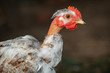 Bald neck young chicken portrait on brown background, horizontal
