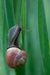 Nice snail posed on a green tulip leaf