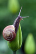 Nice snail posed on a green tulip bud