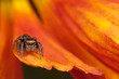 Jumping spider on the pollen petal 