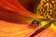 Jumping spider on the orange pollen petal 