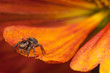 Jumping spider on the pollen petal and looking down