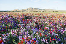 A Field Of Colorful Sweet Pea Flowers