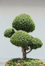 Bonsai Tree Isolated On White Background