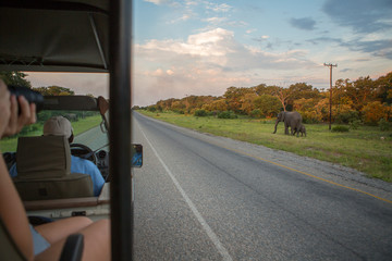 Elephants on the side of the road in Africa