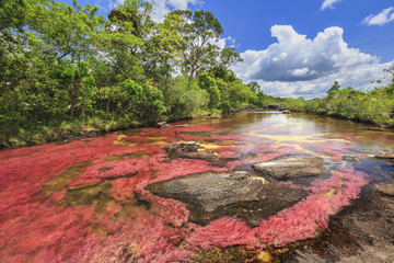 Cano Cristales (River of five colors), La Macarena, Meta, Colombia