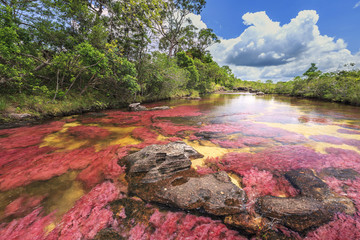 Cano Cristales (River of five colors), La Macarena, Meta, Colombia