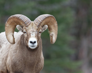 Tamarack Ram