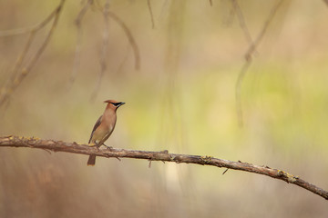 Wall Mural - Cedar Waxwing