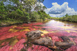 Cano Cristales (River of five colors), La Macarena, Meta, Colombia