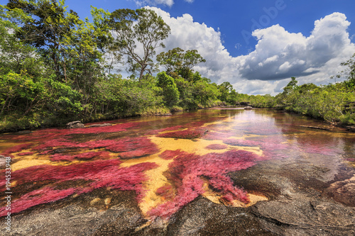 Obraz na płótnie Cano Cristales (rzeka pięciu kolorów), La Macarena, Meta, Kolumbia