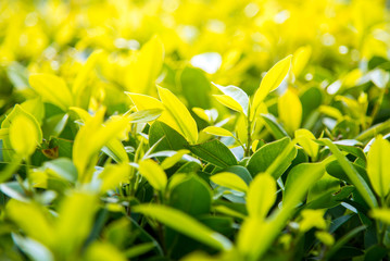 Wall Mural - Green leaves Nature in the summer.