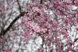 Fototapeta Kwiaty - Cherry Tree
